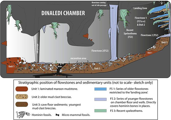 Posición estratigráfica de los huesos en la Cámara Dinaledi