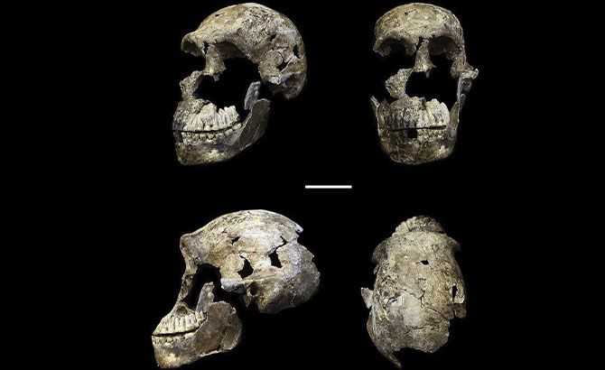 Cráneos del Homo Nalendi