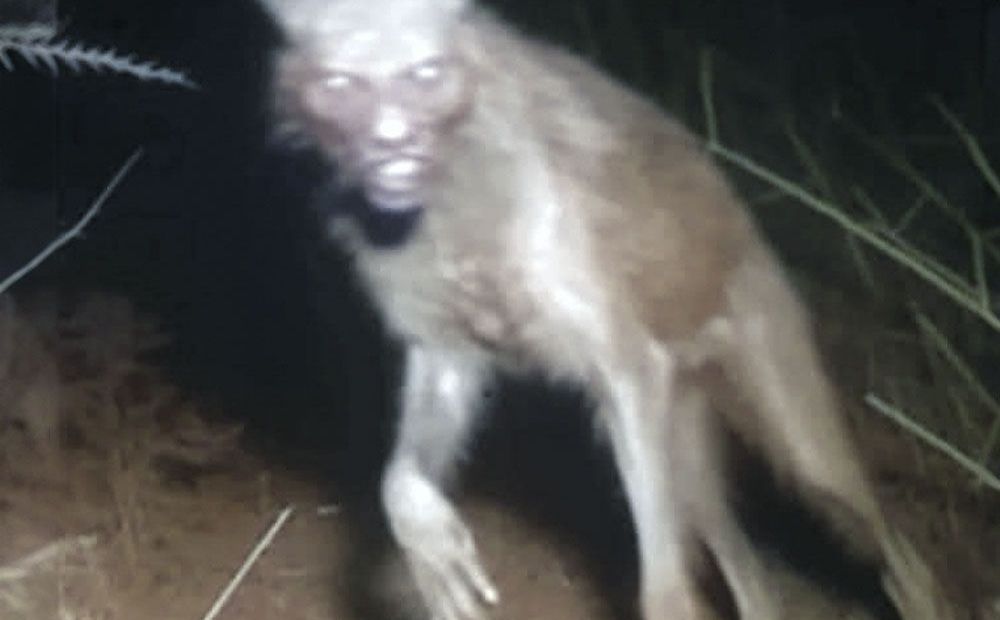 Fotografiaron un nahual en Oaxaca