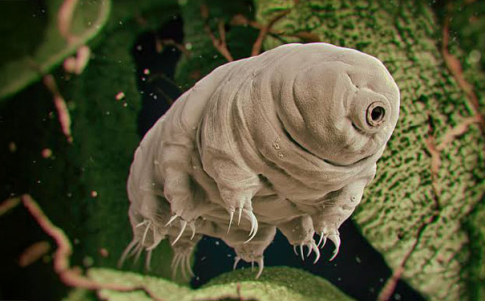 Un plantígrado podría ser el primer ser vivo de la Tierra en viajar al espacio