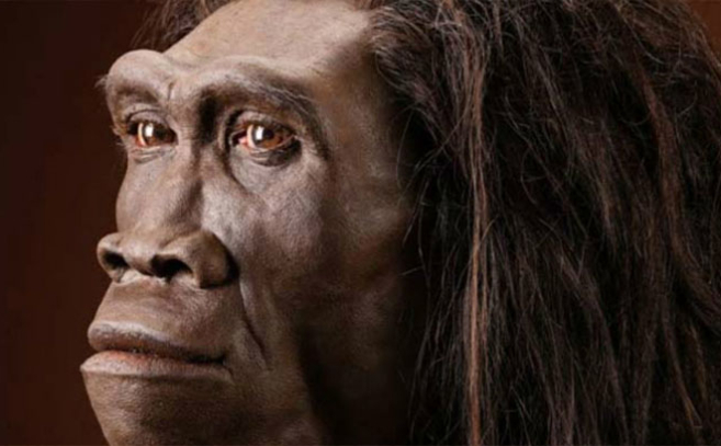 El homo erectus se convirtió en especie dominante hace 1,5 millones de años