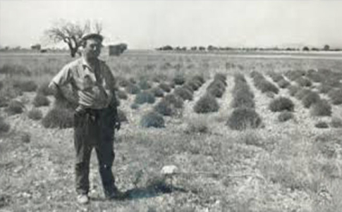 Maurice Masse en su campo de lavanda