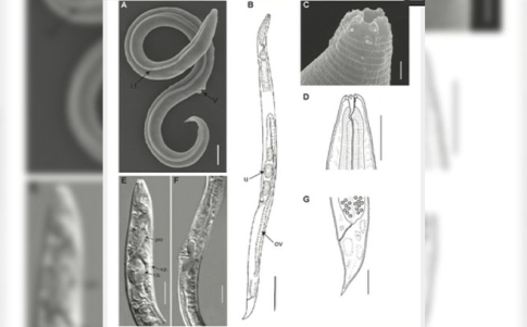 La nueva especie ha sido bautizada como Panagrolaimus kolymaensis