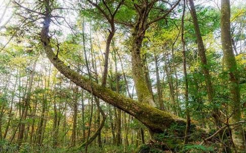 Bosque de Aokigahara