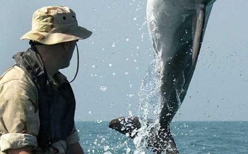 Delfines soldado, las últimas armas de guerra