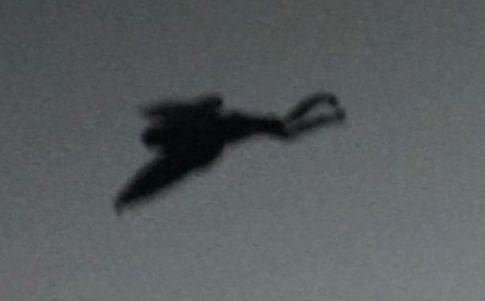 Reaparece el Mothman en Point Pleasant y consiguen fotografiarlo